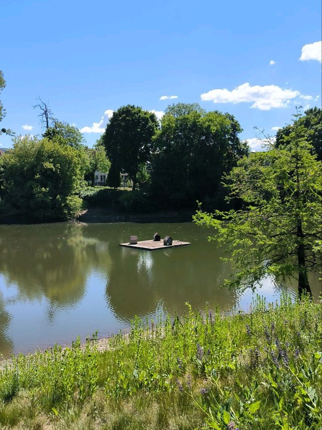 A quiet break with swans 🦢🌳