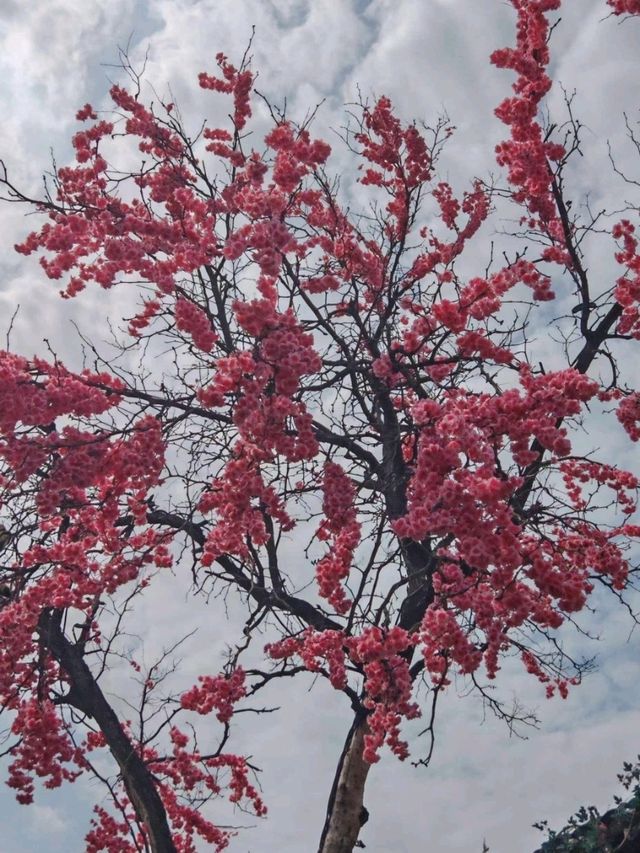 🌸✨ Tianjin: Where Modern Cityscapes Meet Ancient Charm
