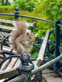 Central Park, it’s basically Hollywood’s favorite green screen!