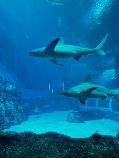 アクアリウム・ワンダーランド。 | Trip.com シンガポール