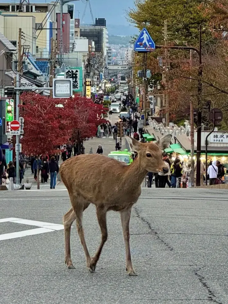 奈良での1日:鹿、お寺、そして時代を超えた日本 。