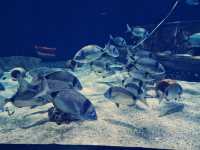 Is the Oceanogràfic Valencia Worth It for Your Adventure Trip? 🐠🌊