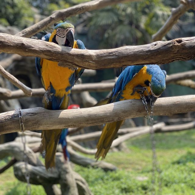 👪 BEST FAMILY FRIENDLY ZOO IN HANGZHOU ‼️