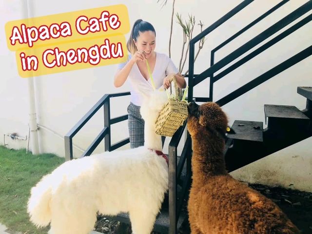 Fluffy ALPACAS in Chengdu 🇨🇳