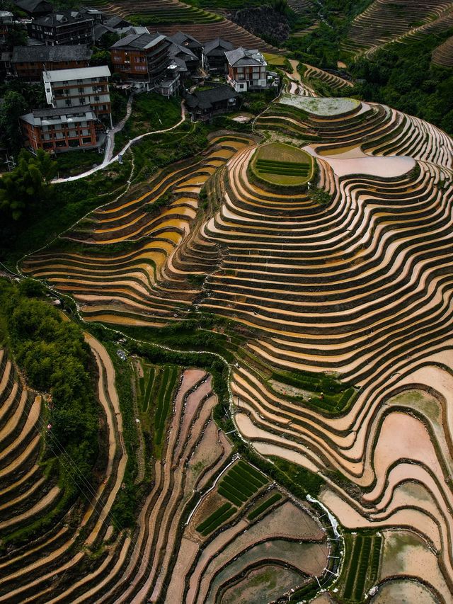 Dragons Backbone Rice Terrace in China 😍