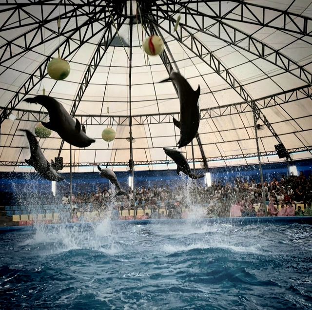 The joy of Nemo Dolphin Aquarium!
