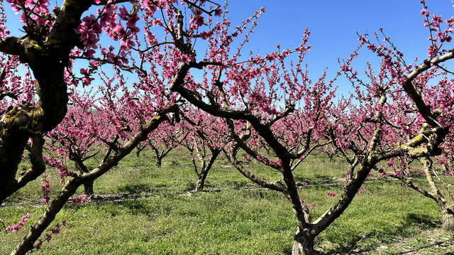 Stroll through Aitona, the flower town of Lleida province in Spain.