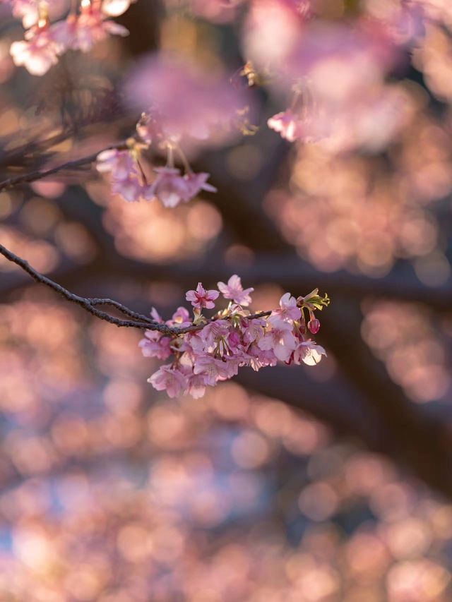 Enjoy the cherry blossoms 🌸 in Kawazu River.