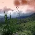 RadiantMeadow
