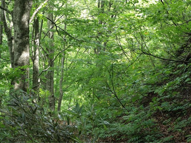 世界自然遺產日本白神山地