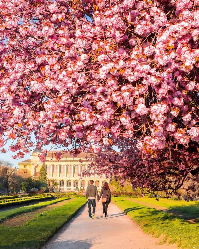 Blossoming Beauty in Paris - A Captivating Weekend!