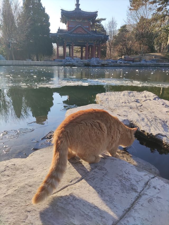 峰主巡山之晨曦灑滿大地——