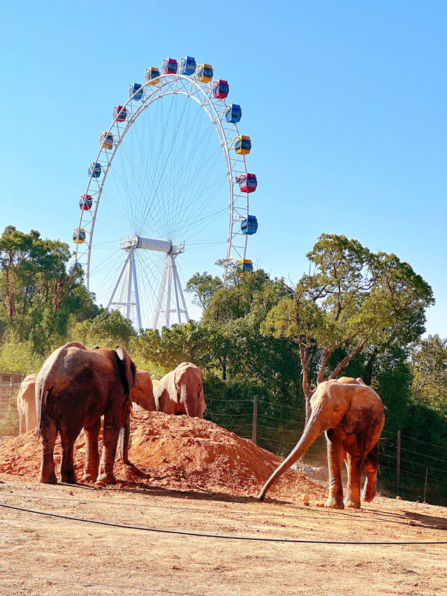 上海野生動物園一日遊超詳細攻略，碼