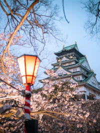 🌸 Must Experience! The most romantic cherry blossom parade tour in Osaka! Stunning views not to be missed!