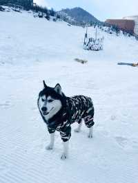 成都娃兒的冬日夢想：鷓鴣山，鵝毛大雪中的滑雪樂園