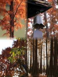 冬日仙境：肇慶七星岩落羽杉的斑斕之美