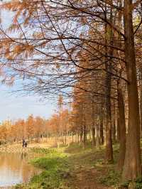 比油畫還美深圳醉美落羽紅杉