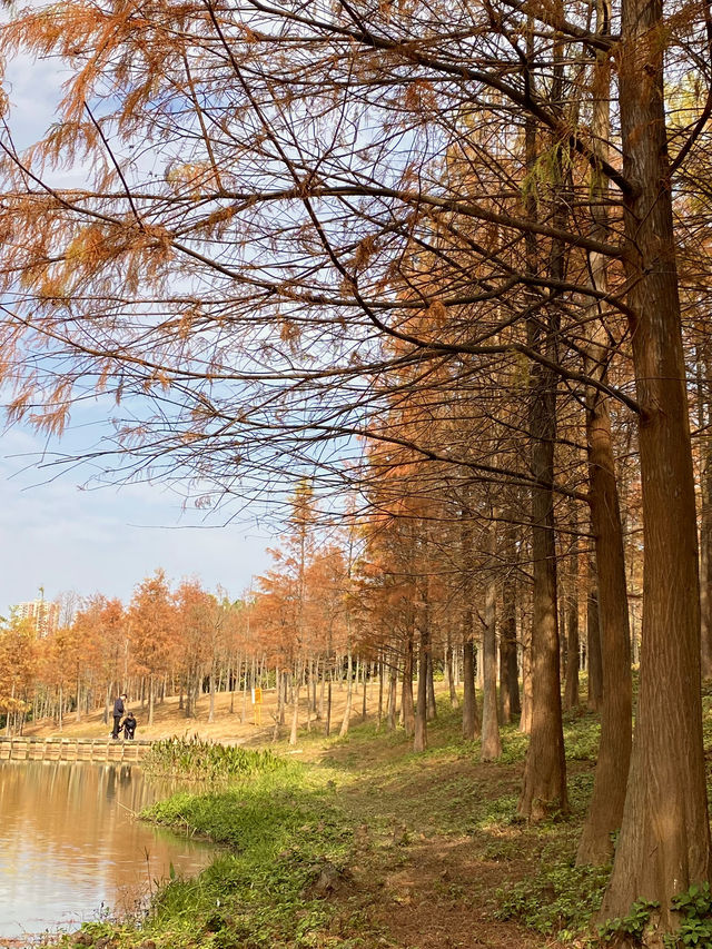 比油畫還美深圳醉美落羽紅杉