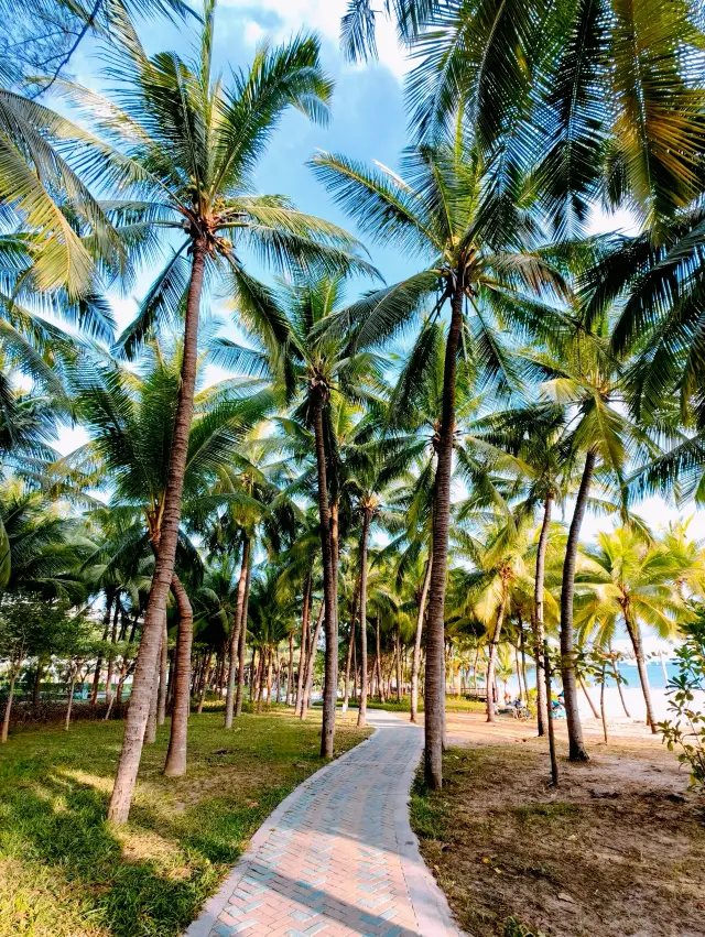 Hainan, Sanya Bay·Coconut Dream Corridor