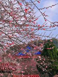 在福州｜今年春節一定要去林陽寺賞梅祈福