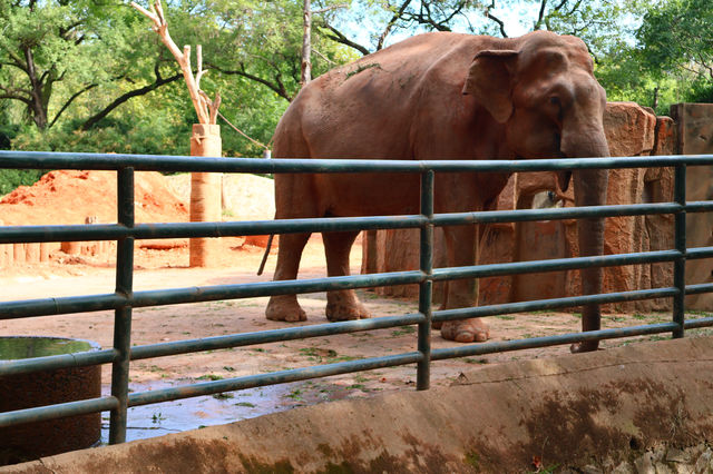 上海動物園｜這裡允許你童心未泯