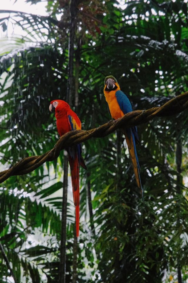 來新加坡不去逛動物園我會很傷心的