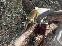 南京紅山動物園旅遊攻略