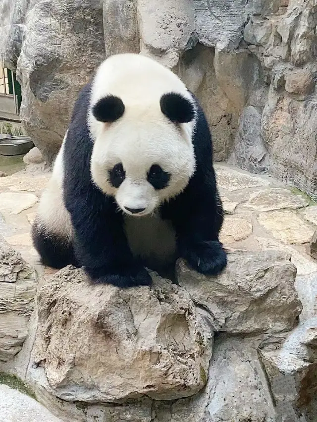 A day trip to Beijing Zoo! Happy weekend!