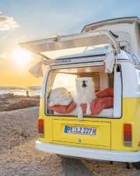Felix & Daisy Explore the Perfect Easter Weekend Getaway! 🚐🏖️"