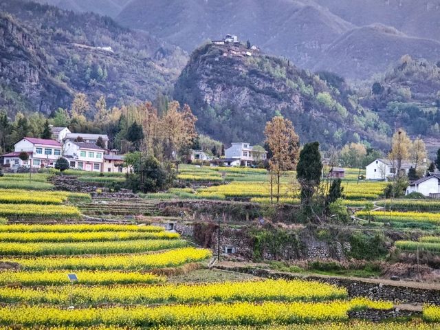 徜徉月河川道，賞清代鳳堰古梯田油菜花海