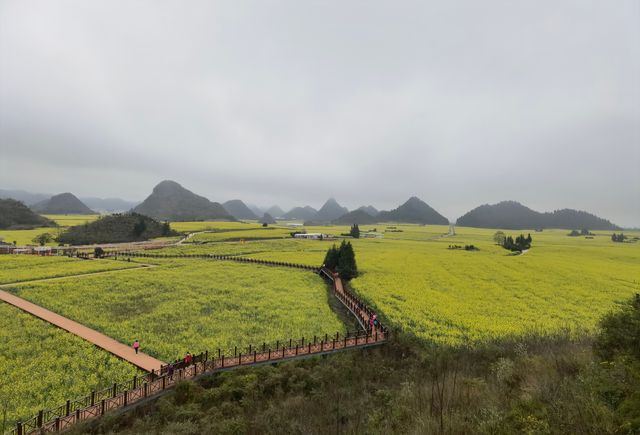 春日萌動，雲南羅平等你來！