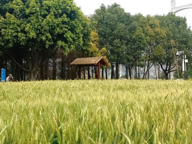 福州花海公園春天裡的風吹麥浪