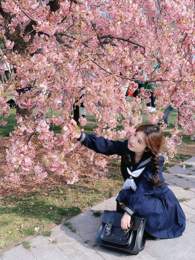 上海辰山植物園丨櫻花節賞花攻略