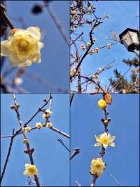 3月16日，南山公園裡找春天