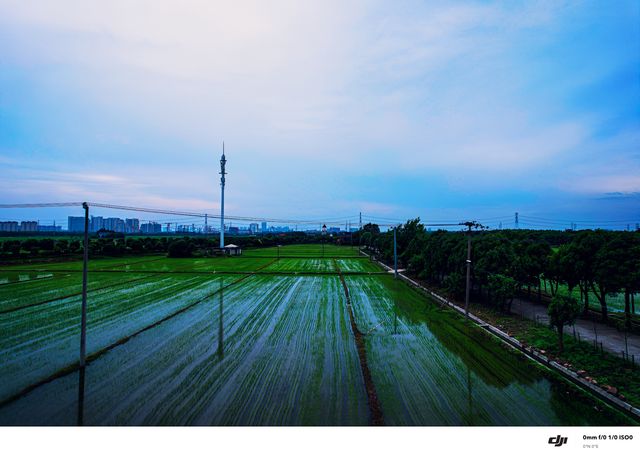 禾下乘涼夢，稻田與晚風