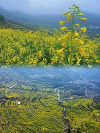 紹興覆卮山千年梯田油菜花海太浪漫了