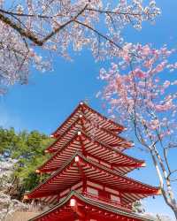 日本を代表する景色、新倉山浅間公園の桜