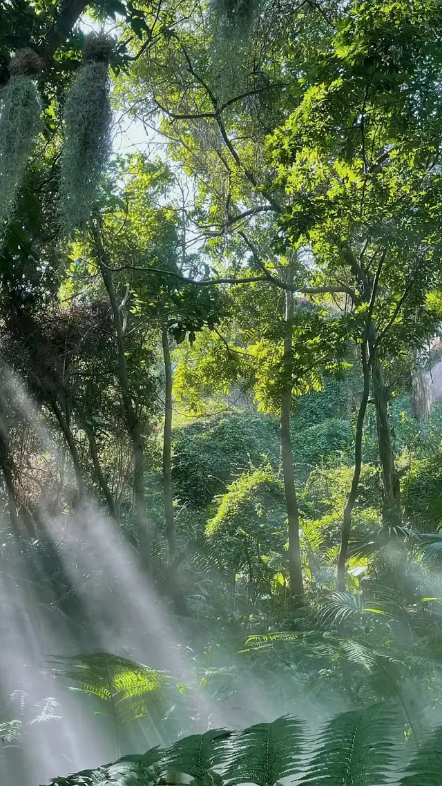 植物園は超絶美しく、写真映え抜群！私は厦門であなたを待っています！