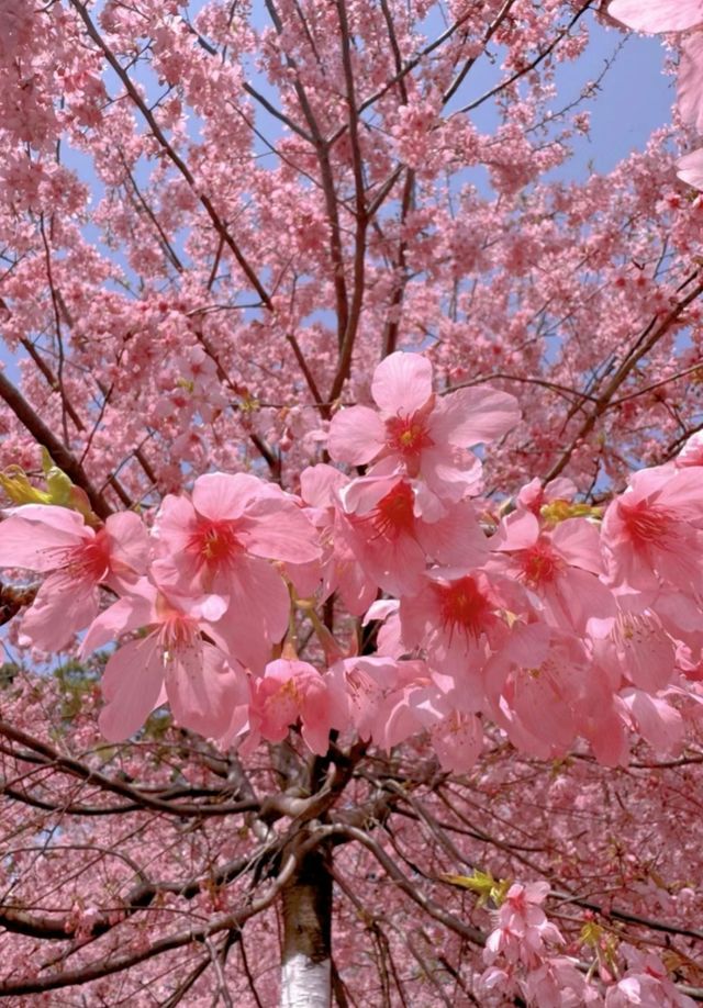 去芜湖兩千畝花海看櫻花啦！
