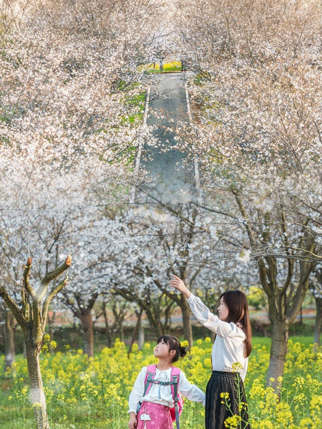 武漢超大面積櫻花海 | 就在江夏，無門票!!