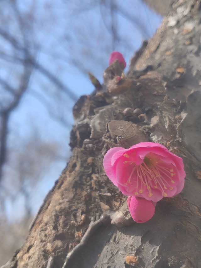 紅梅花兒開