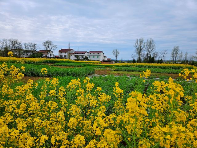 邊走邊看漢中油菜花系列之二：洋縣楊灣村