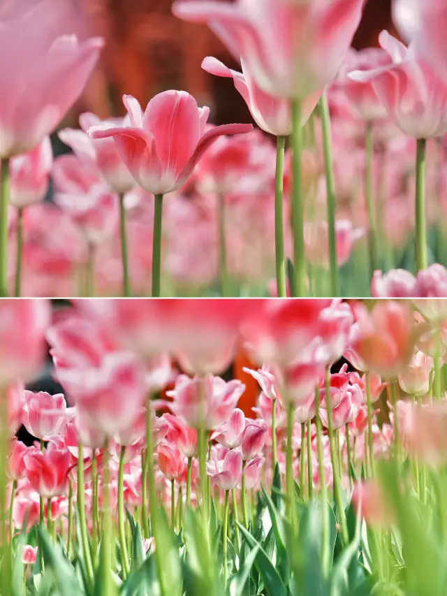 Viewing tulips in Shanghai, isn't it fragrant?