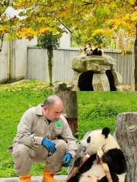 搖身一變熊貓“飼養員”萌娃超愛的四川之旅