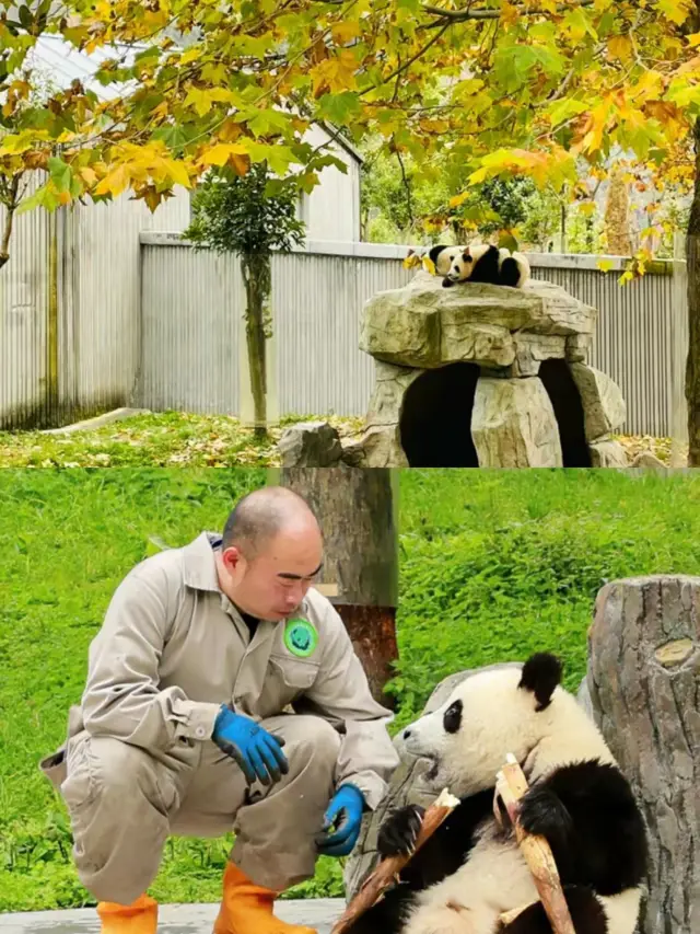搖身一變熊貓“飼養員”萌娃超愛的四川之旅