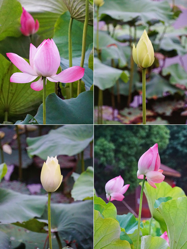 又到一年荷花季｜來世紀公園賞新荷綻放🪷