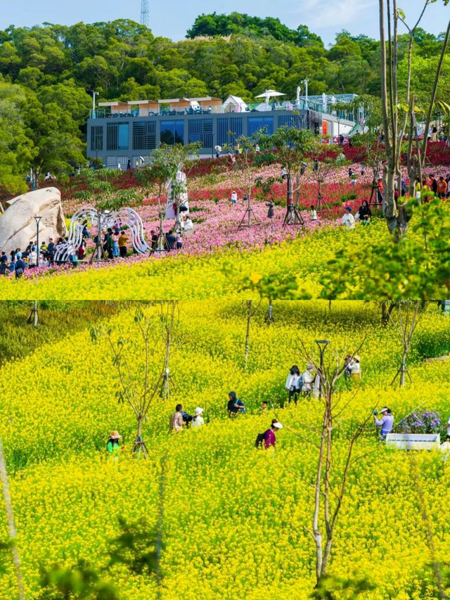 廈門的秋天美翻了，快來打卡東坪山梅海花台