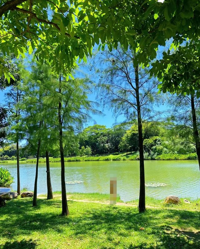 夏日治愈系綠色這個公園隨手一拍都好美