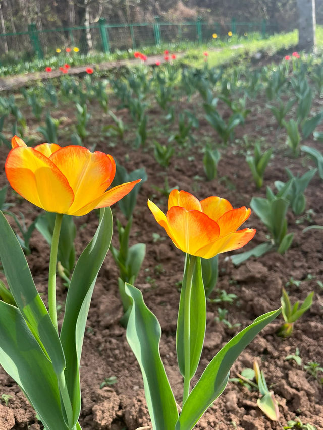 西安周邊遊一日遊｜四月鬱金香 人間煙火巷