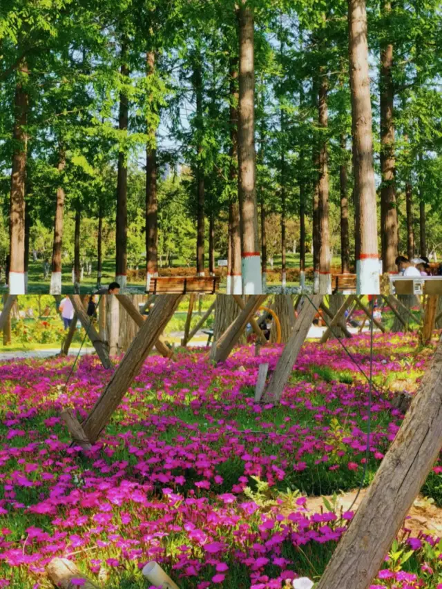 聊城凤凰苑植物园 | 無料でカードを打つガイド